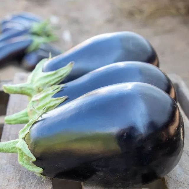 Thanos F1 Eggplant Seeds