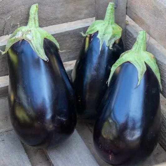 Thanos F1 Eggplant Seeds