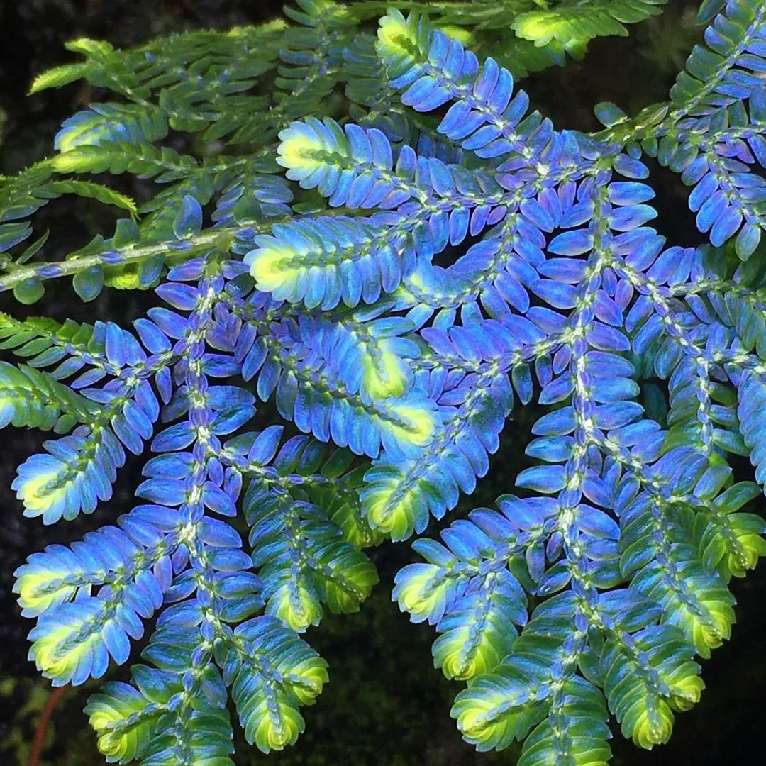 💎Indigo Jade Doud Grass Seeds ☀Blue-green chameleon leaves