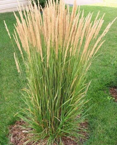 Calamagrostis Epigejos Seeds Courtyard Ornamental Landscape Design