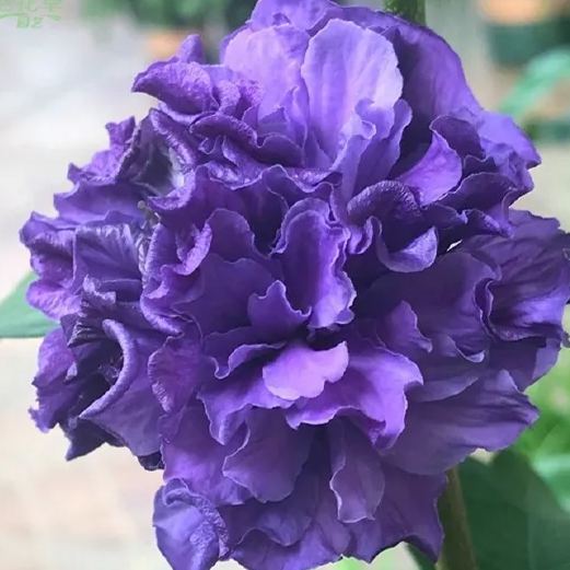 🔥✨55% Off💙💙Blueberry Smoothie Althea/Hibiscus Seeds