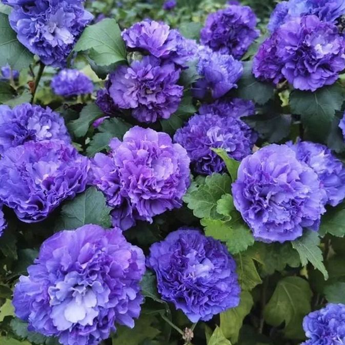 🔥✨55% Off💙💙Blueberry Smoothie Althea/Hibiscus Seeds