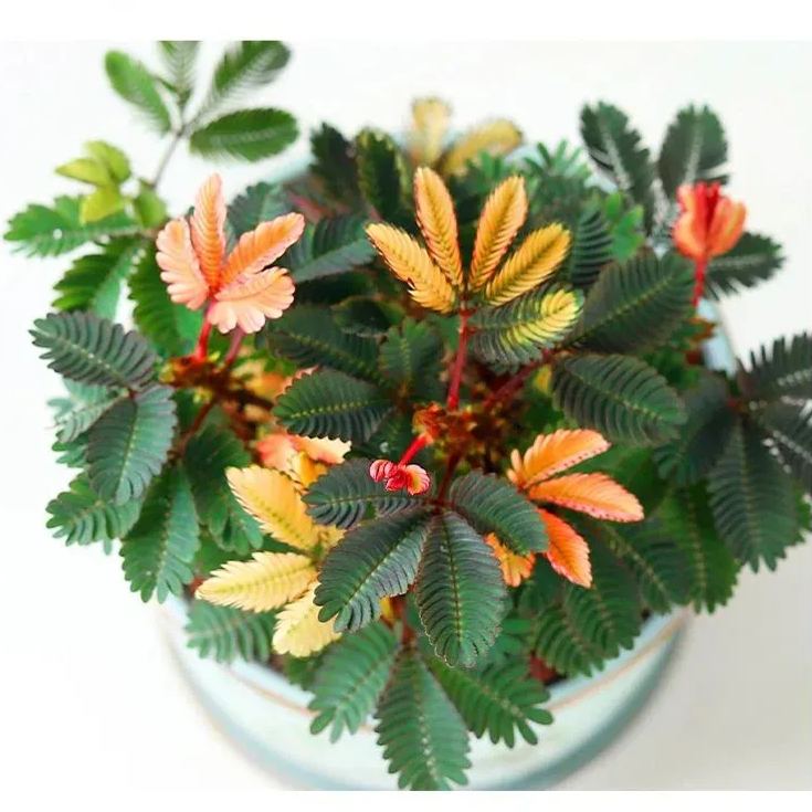 COLORFUL MIMOSA SEEDS