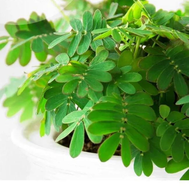 COLORFUL MIMOSA SEEDS