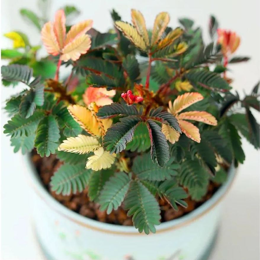 COLORFUL MIMOSA SEEDS