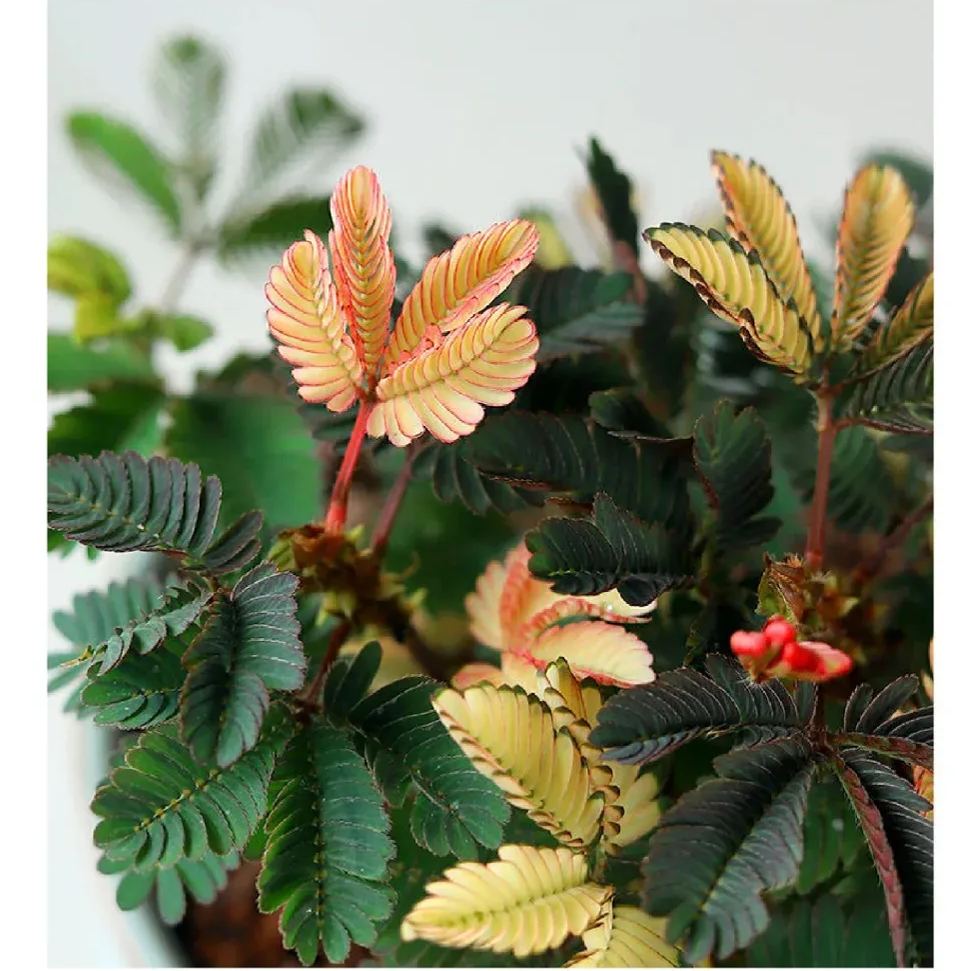 COLORFUL MIMOSA SEEDS