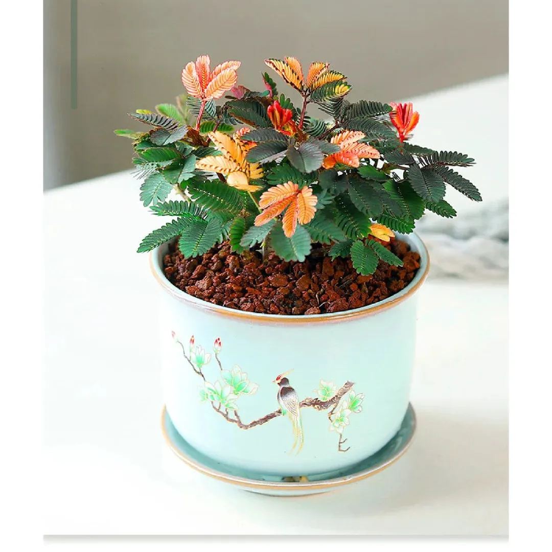 COLORFUL MIMOSA SEEDS