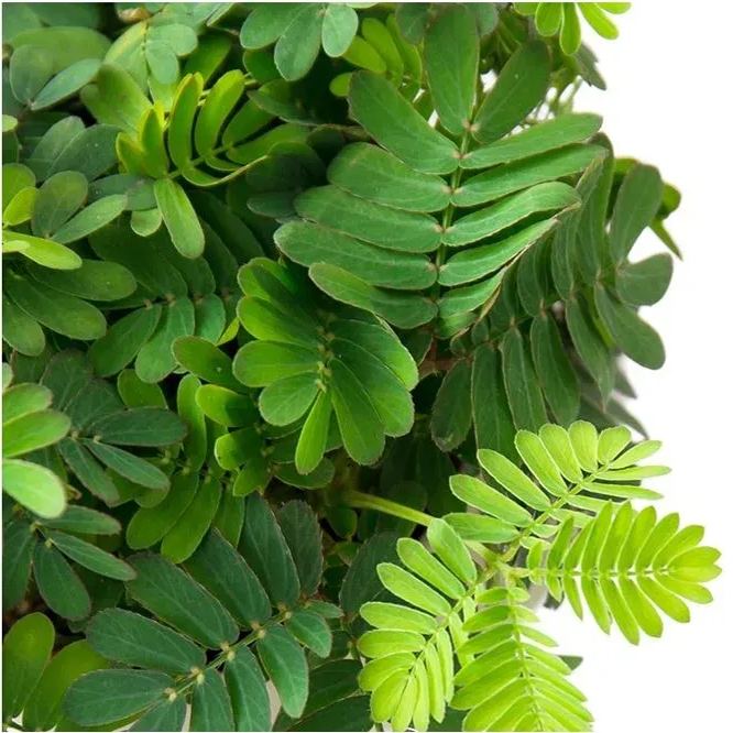 COLORFUL MIMOSA SEEDS