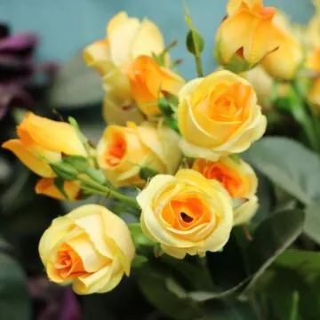 [Copy]🌺Floyd Pink Rose Seeds