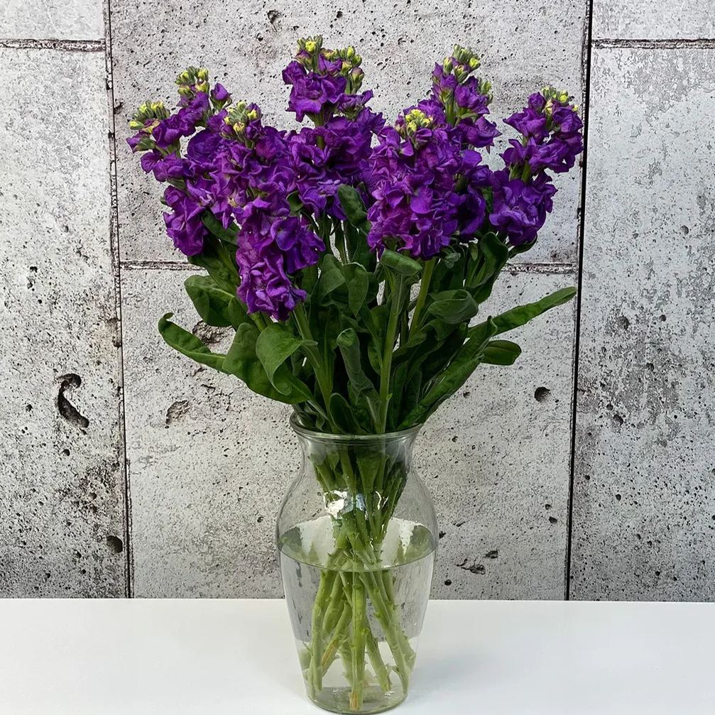 💜Spring Hot Seller🥰✨Iron Purple Matthiola Incana Seeds