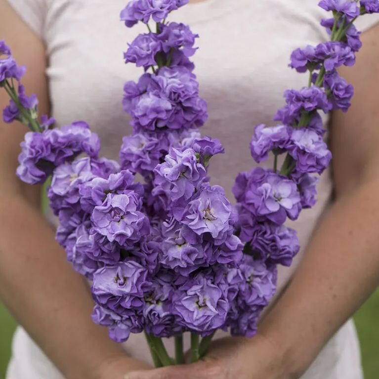 💜Spring Hot Seller🥰✨Iron Purple Matthiola Incana Seeds