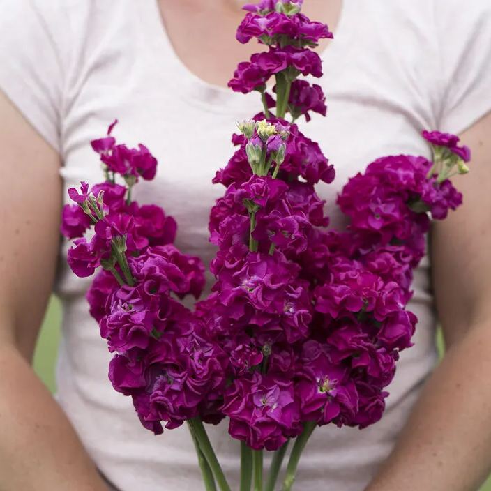 💜Spring Hot Seller🥰✨Iron Purple Matthiola Incana Seeds