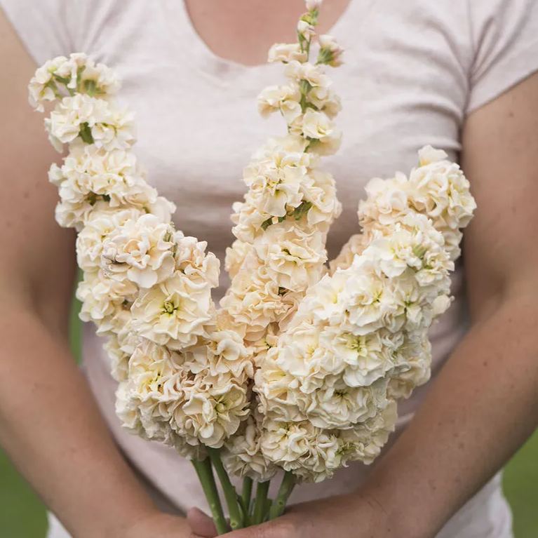 💜Spring Hot Seller🥰✨Iron Purple Matthiola Incana Seeds