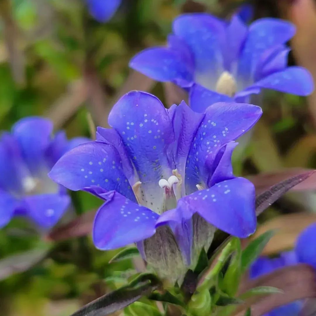 💥Hot selling💜Gentian Flower Seeds🐉