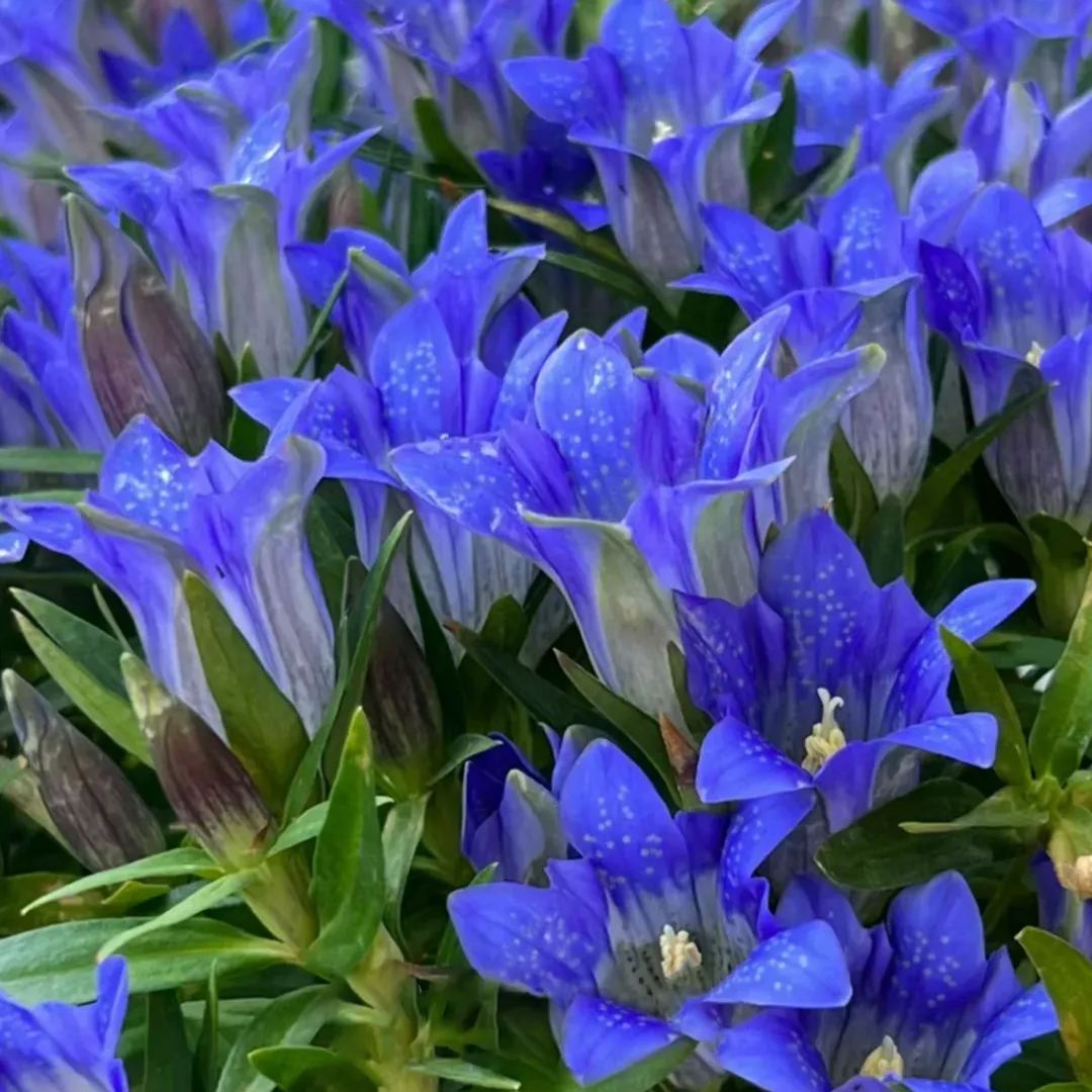 💥Hot selling💜Gentian Flower Seeds🐉