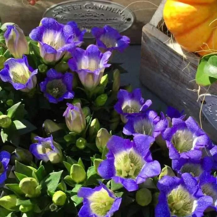 💥Hot selling💜Gentian Flower Seeds🐉