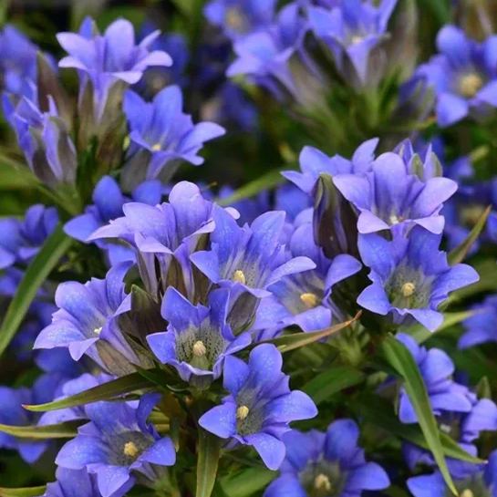 💥Hot selling💜Gentian Flower Seeds🐉