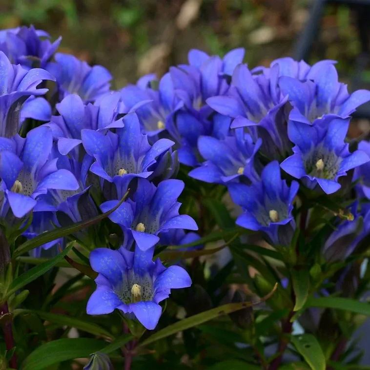 💥Hot selling💜Gentian Flower Seeds🐉