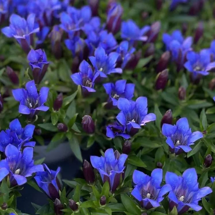 💥Hot selling💜Gentian Flower Seeds🐉