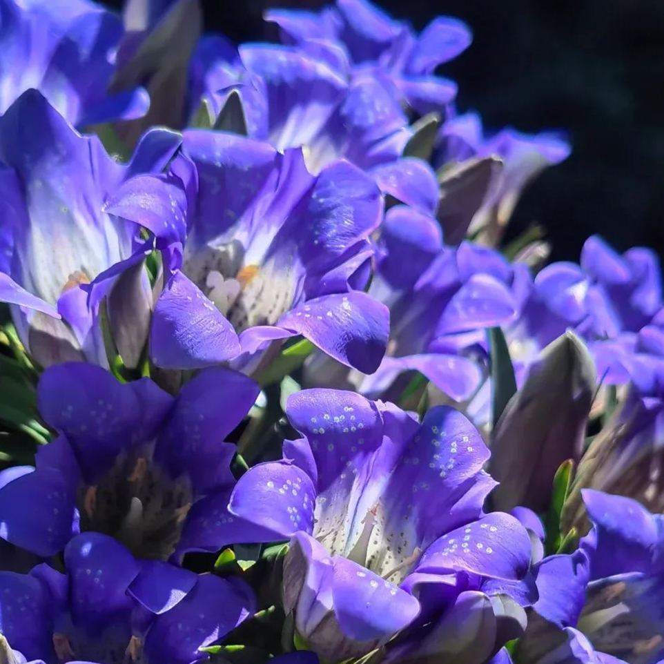 💥Hot selling💜Gentian Flower Seeds🐉