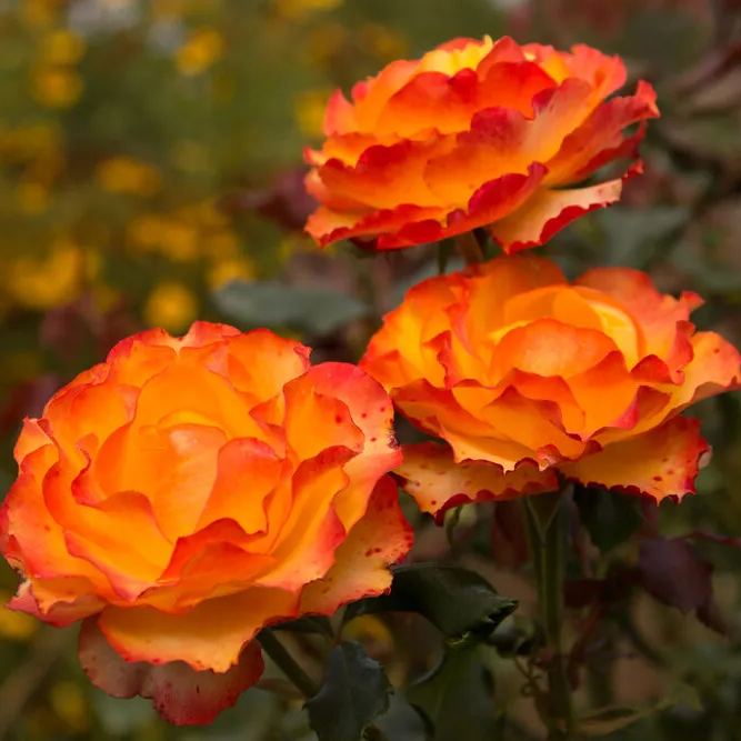 🔥Spring Special🌹Tequila Sunrise Seeds