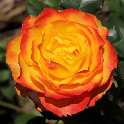 🔥Spring Special🌹Tequila Sunrise Seeds