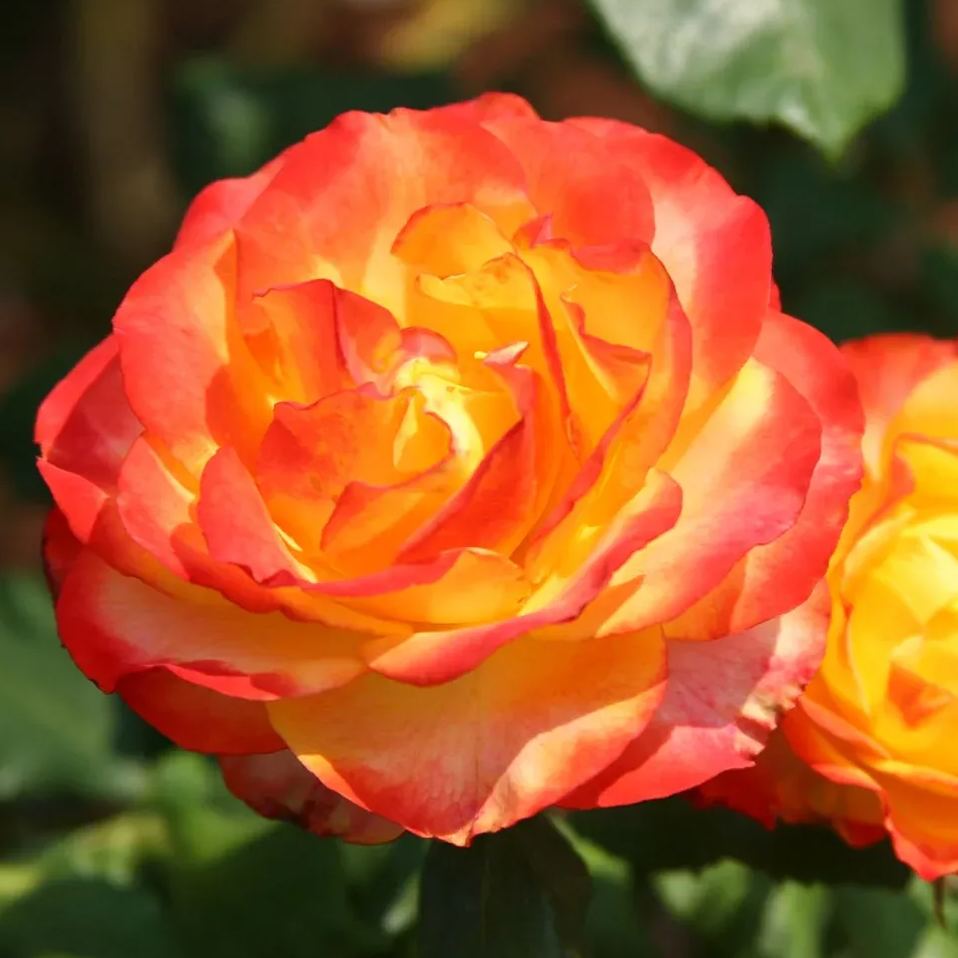 🔥Spring Special🌹Tequila Sunrise Seeds