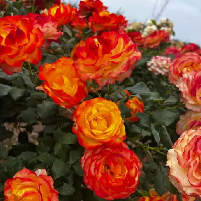 🔥Spring Special🌹Tequila Sunrise Seeds