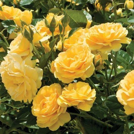 Golden Climbing Rose Seeds