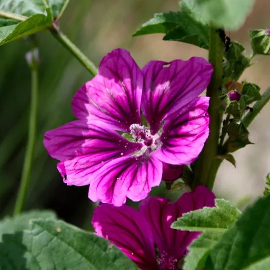 🔥💜Hot Seller🐝Common Mallow 'Mauritanica' Seeds