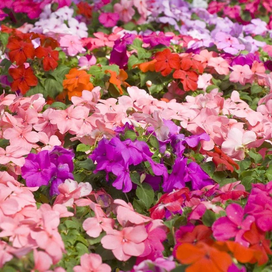 💥New for Spring🥰Colorful Mix Impatiens Seeds