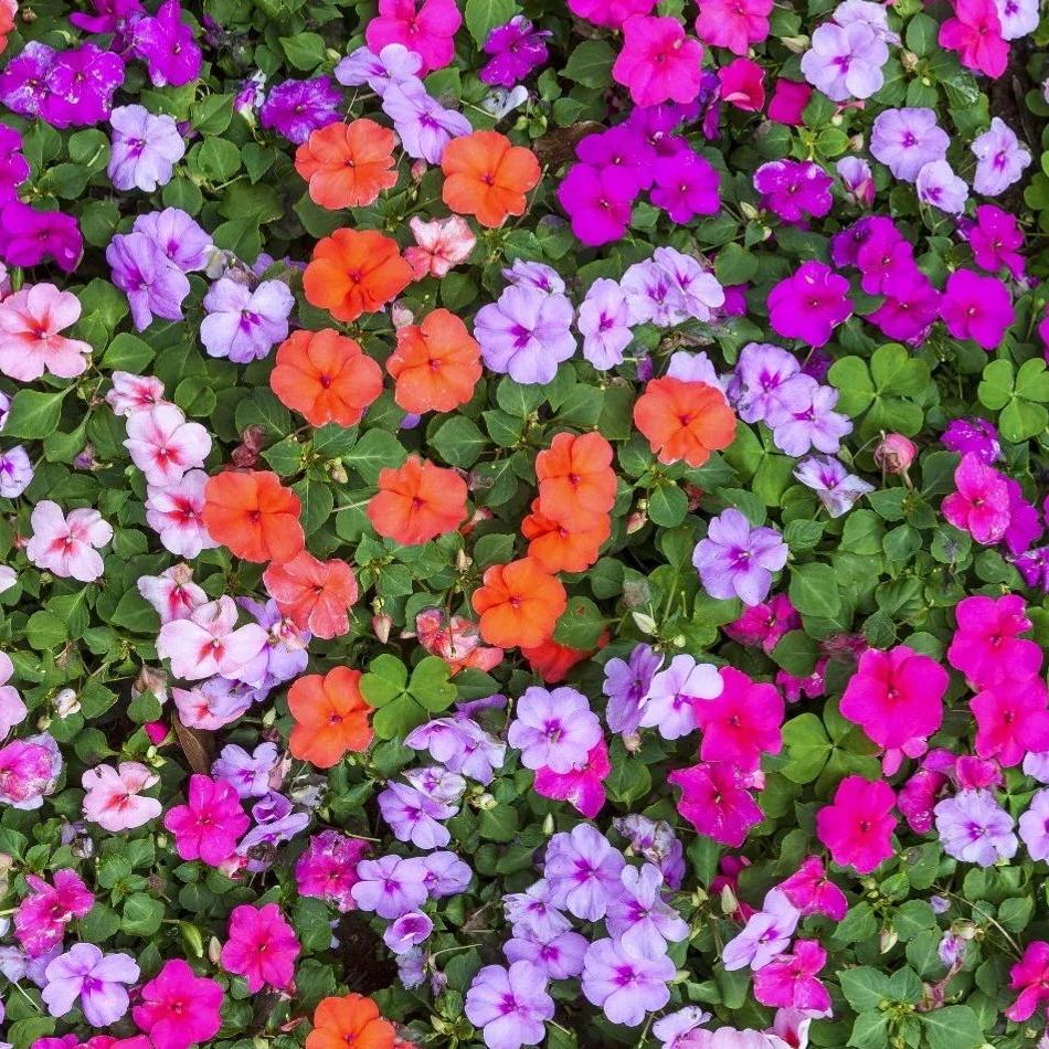 💥New for Spring🥰Colorful Mix Impatiens Seeds