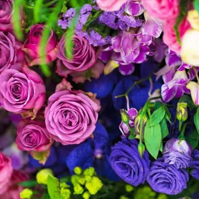 Rainbow multi-color roses seeds