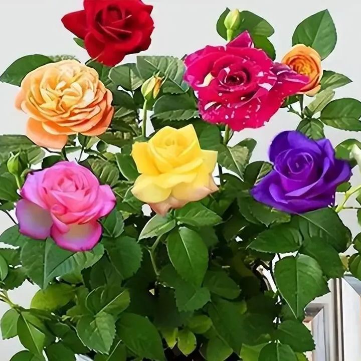 Rainbow multi-color roses seeds