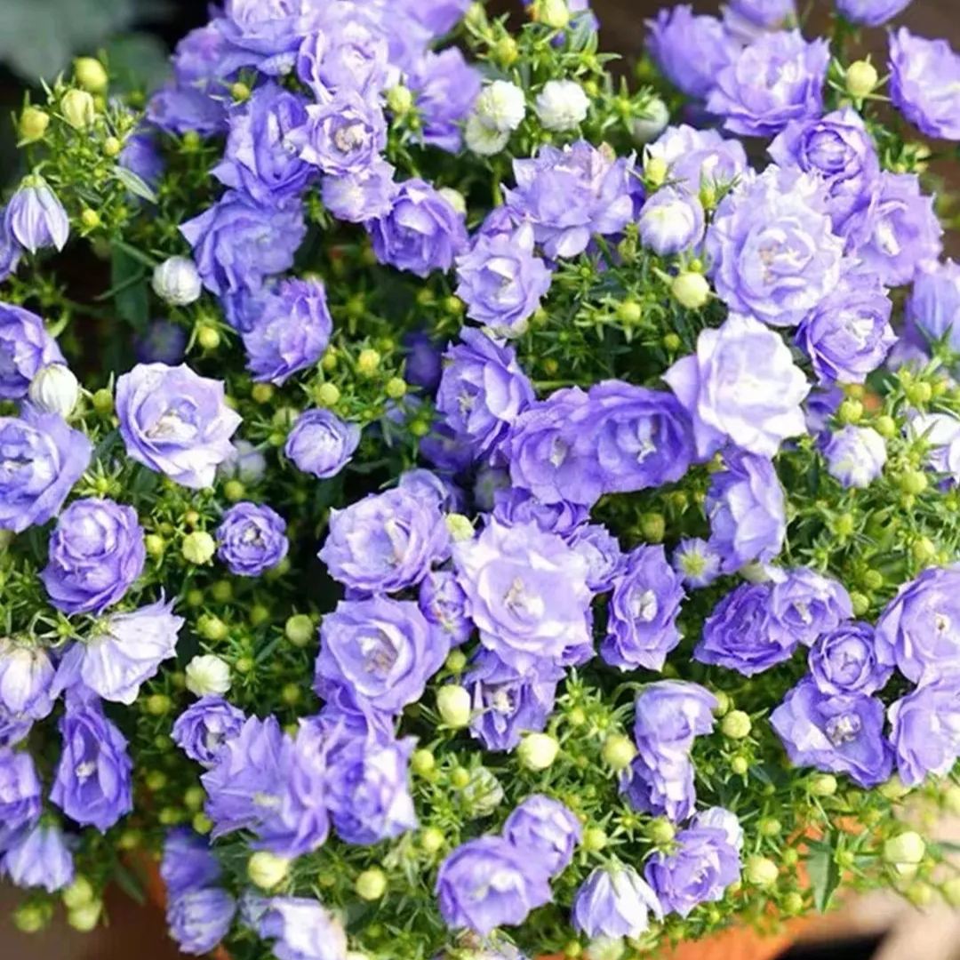 ✨Hot Selling💙Bellflower 'Blue Wonder' Campanula haylodgensis Seeds