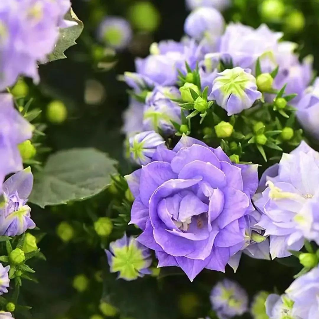 ✨Hot Selling💙Bellflower 'Blue Wonder' Campanula haylodgensis Seeds