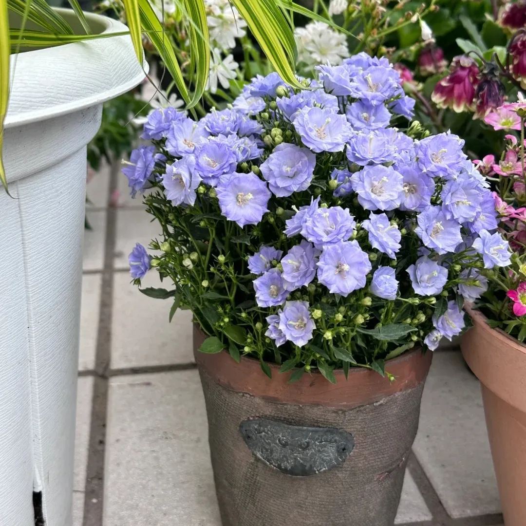 ✨Hot Selling💙Bellflower 'Blue Wonder' Campanula haylodgensis Seeds