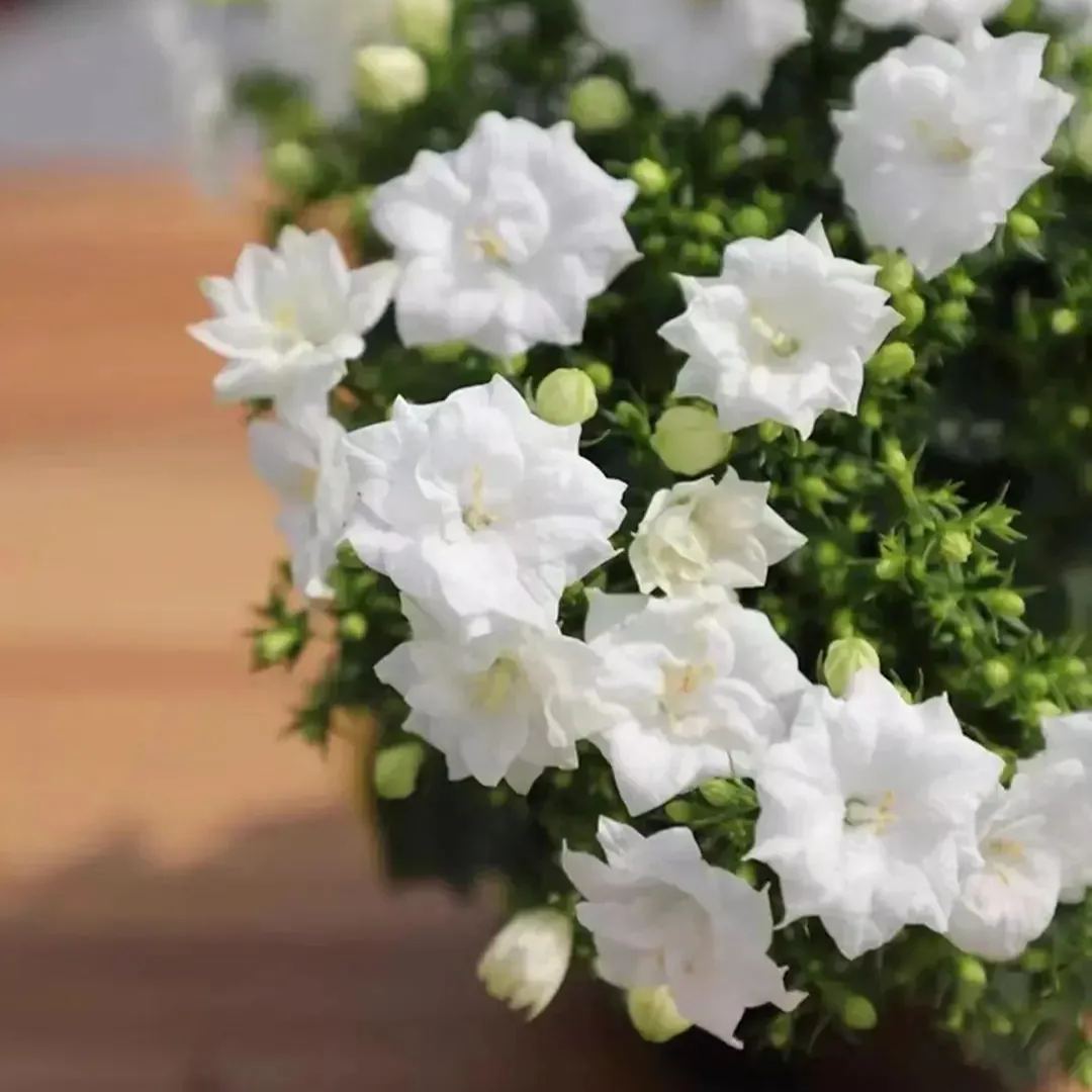 ✨Hot Selling💙Bellflower 'Blue Wonder' Campanula haylodgensis Seeds