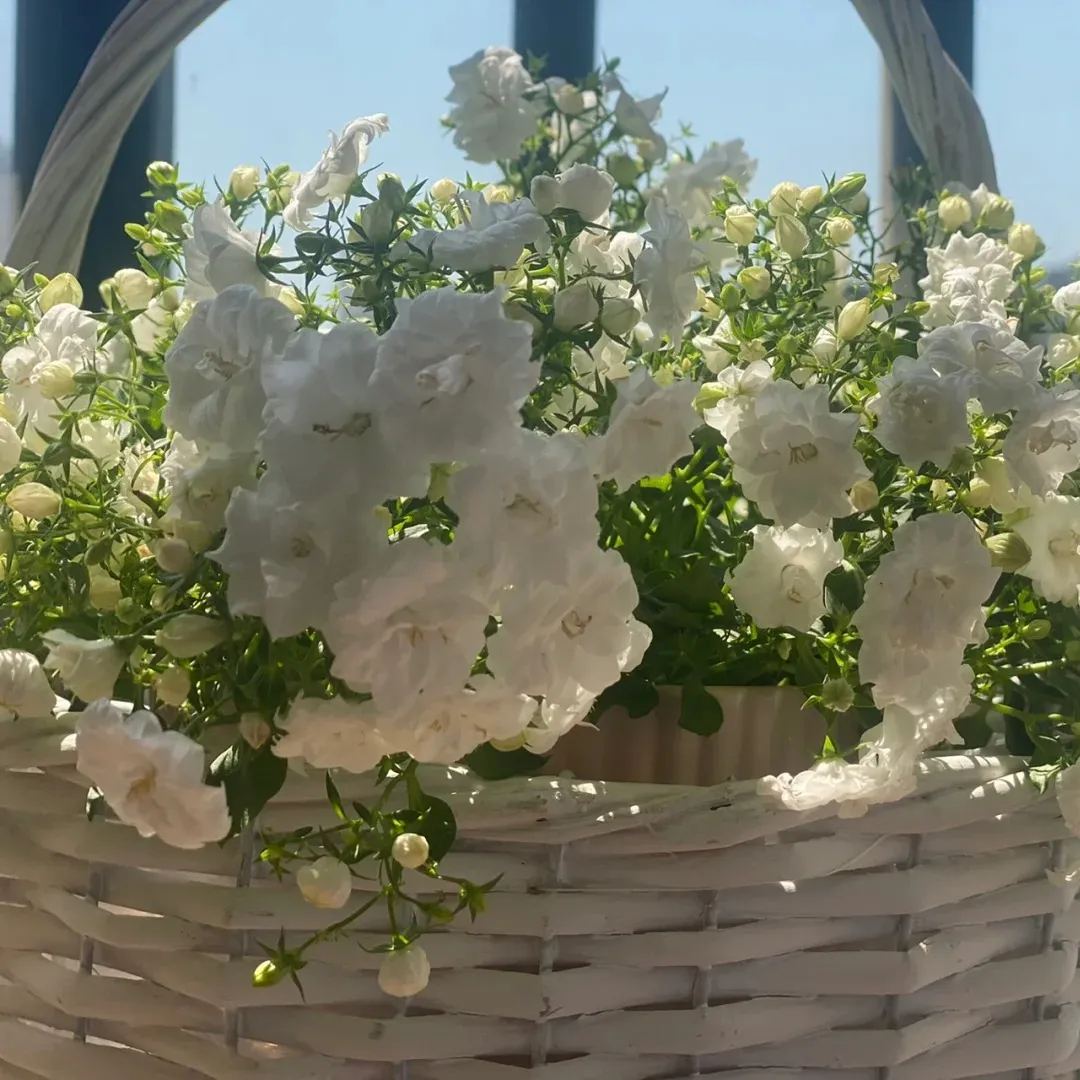 ✨Hot Selling💙Bellflower 'Blue Wonder' Campanula haylodgensis Seeds