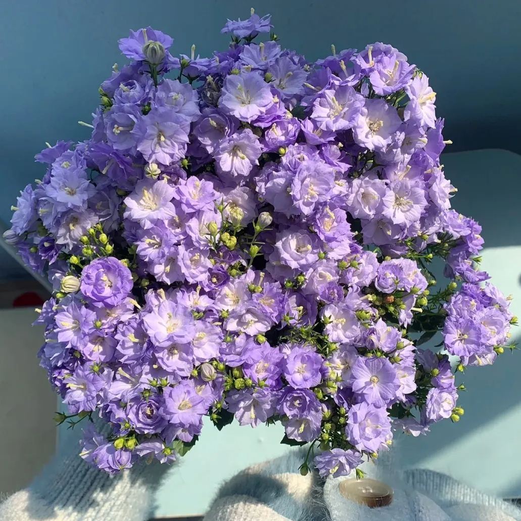 ✨Hot Selling💙Bellflower 'Blue Wonder' Campanula haylodgensis Seeds