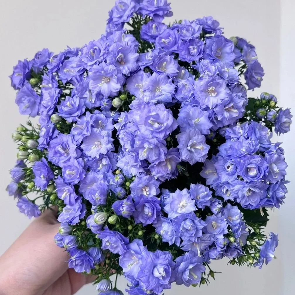 ✨Hot Selling💙Bellflower 'Blue Wonder' Campanula haylodgensis Seeds