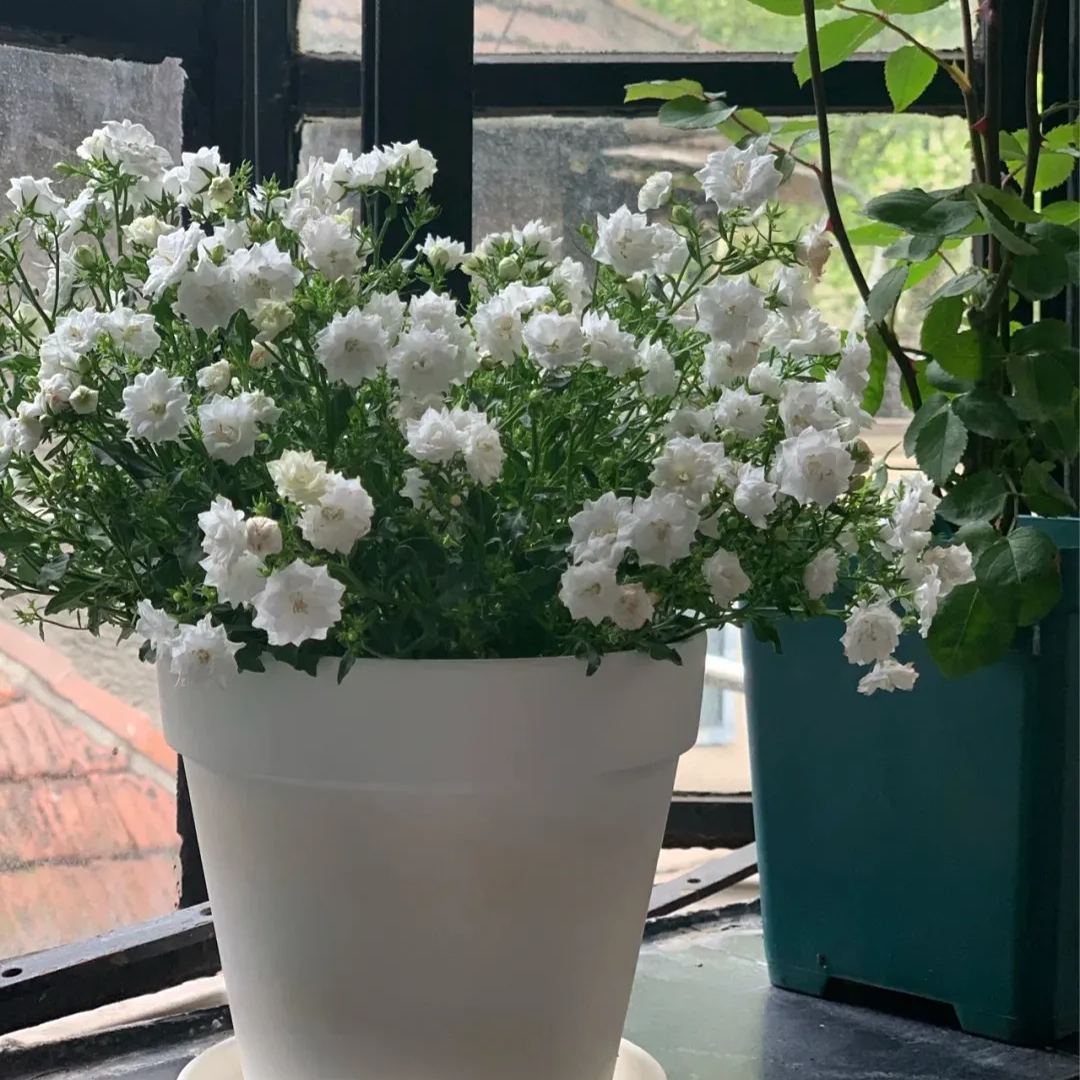 ✨Hot Selling💙Bellflower 'Blue Wonder' Campanula haylodgensis Seeds