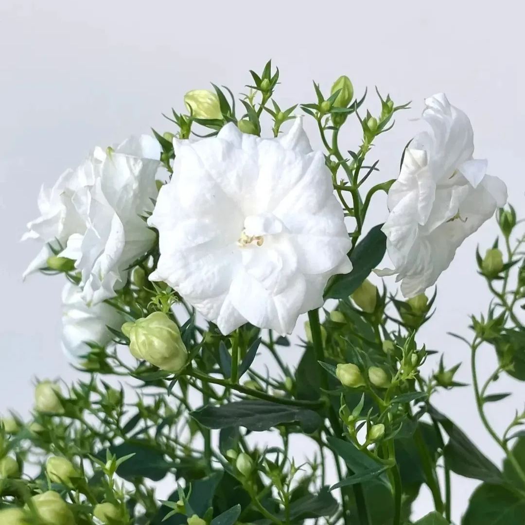 ✨Hot Selling💙Bellflower 'Blue Wonder' Campanula haylodgensis Seeds