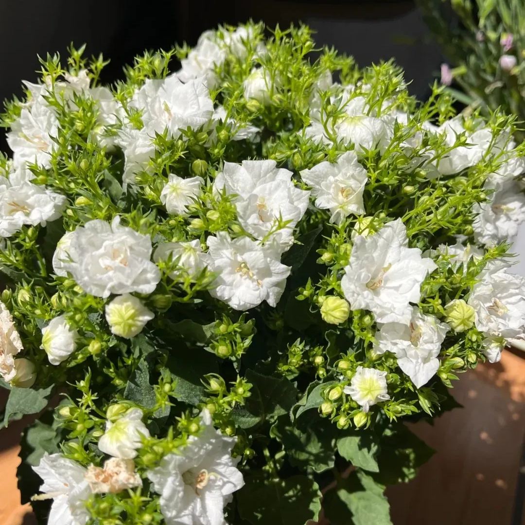 ✨Hot Selling💙Bellflower 'Blue Wonder' Campanula haylodgensis Seeds