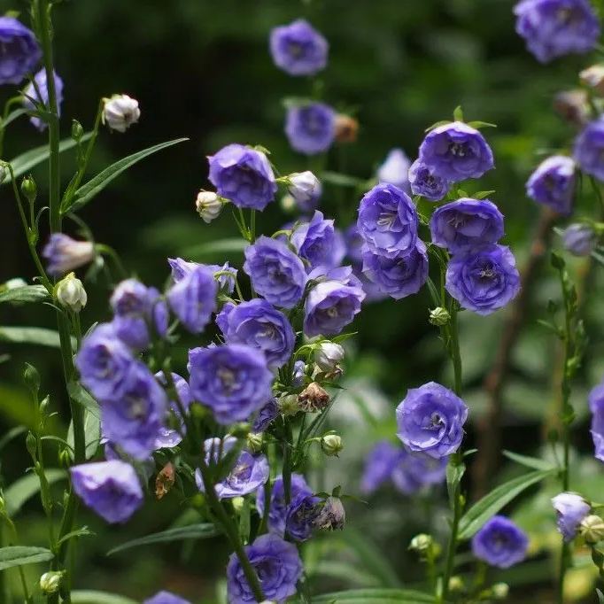 🔥Spring Hot💙Campanula persicifolia La Belle Seeds