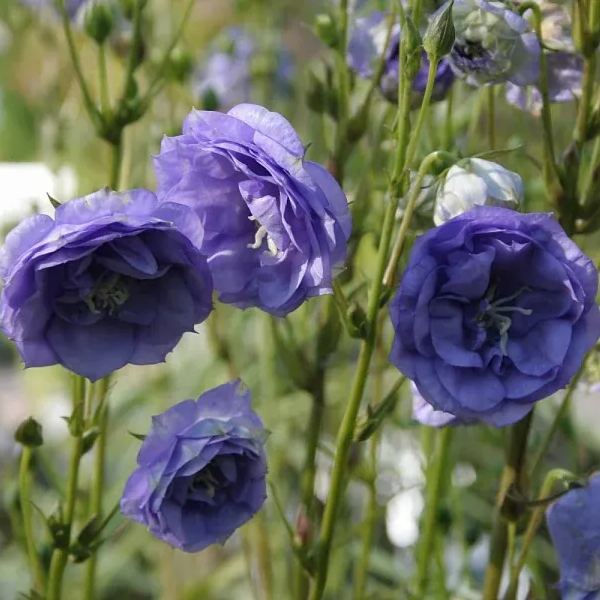 🔥Spring Hot💙Campanula persicifolia La Belle Seeds