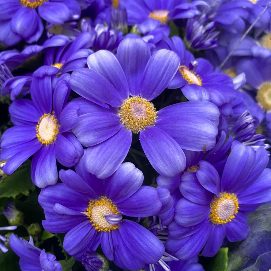 💥53% OFF🎉Cineraria Chrysanthemum Seeds💜