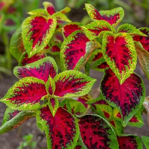 🥰Hot Selling✨Leaf Plant Coleus Seeds