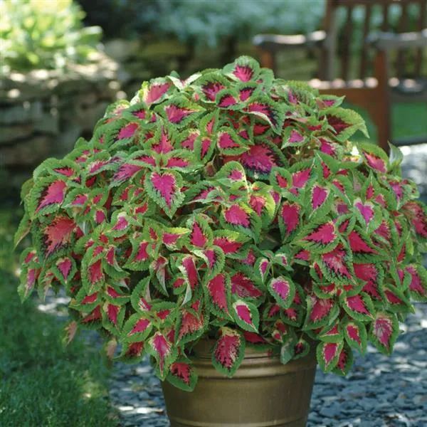🥰Hot Selling✨Leaf Plant Coleus Seeds