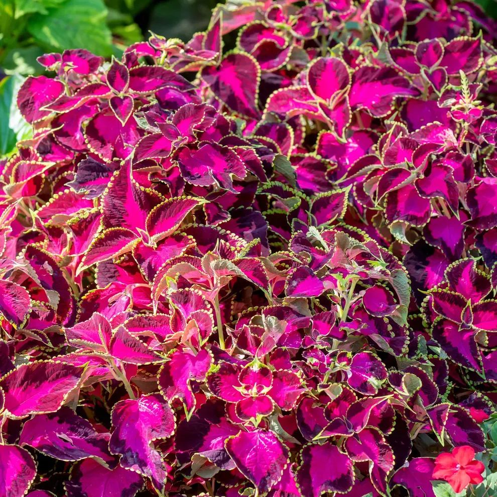🥰Hot Selling✨Leaf Plant Coleus Seeds